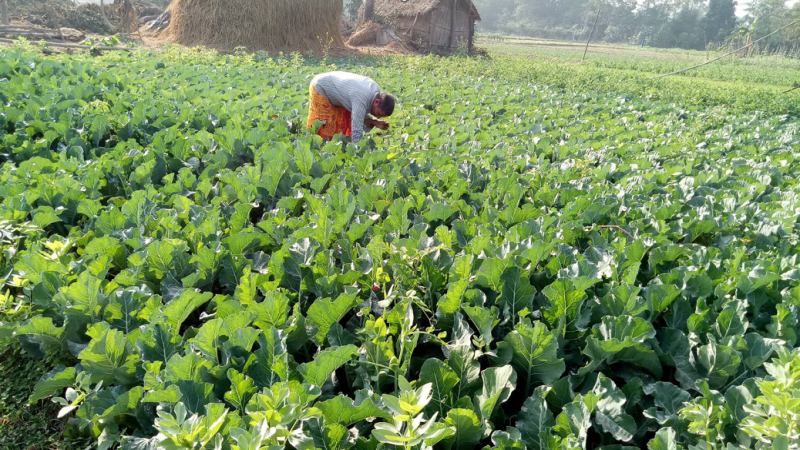 जग्गा लिजमा लिएर गरिब परिवारलाई तरकारी खेती गर्न दिने, बजारको जिम्मा स्थानीय सरकारले नै लिने